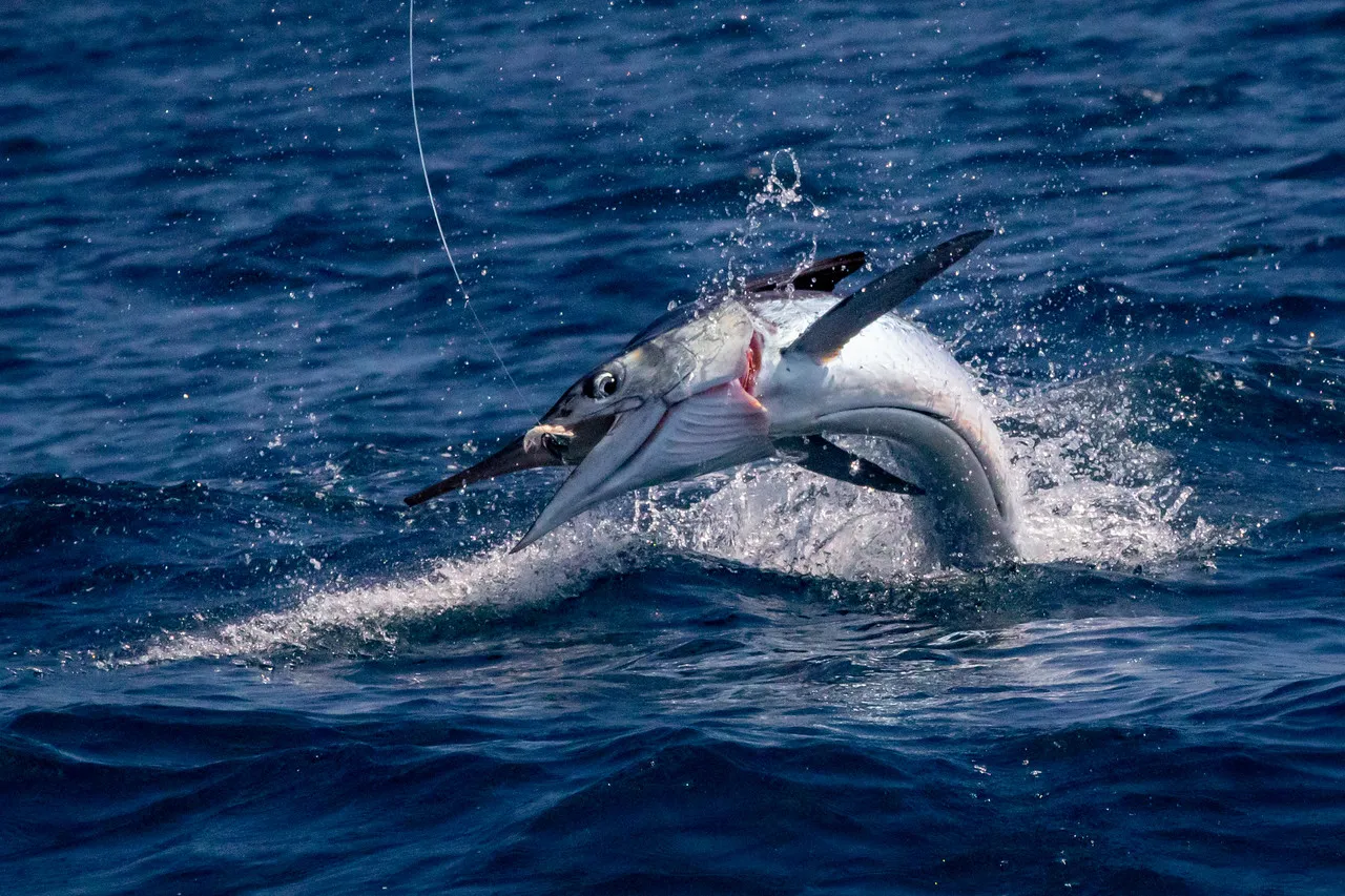 Fast-moving ocean color lines near bait concentrations