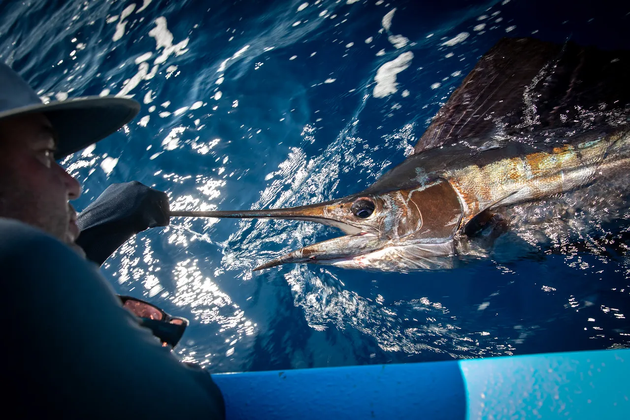 Fast-moving ocean color lines near bait concentrations