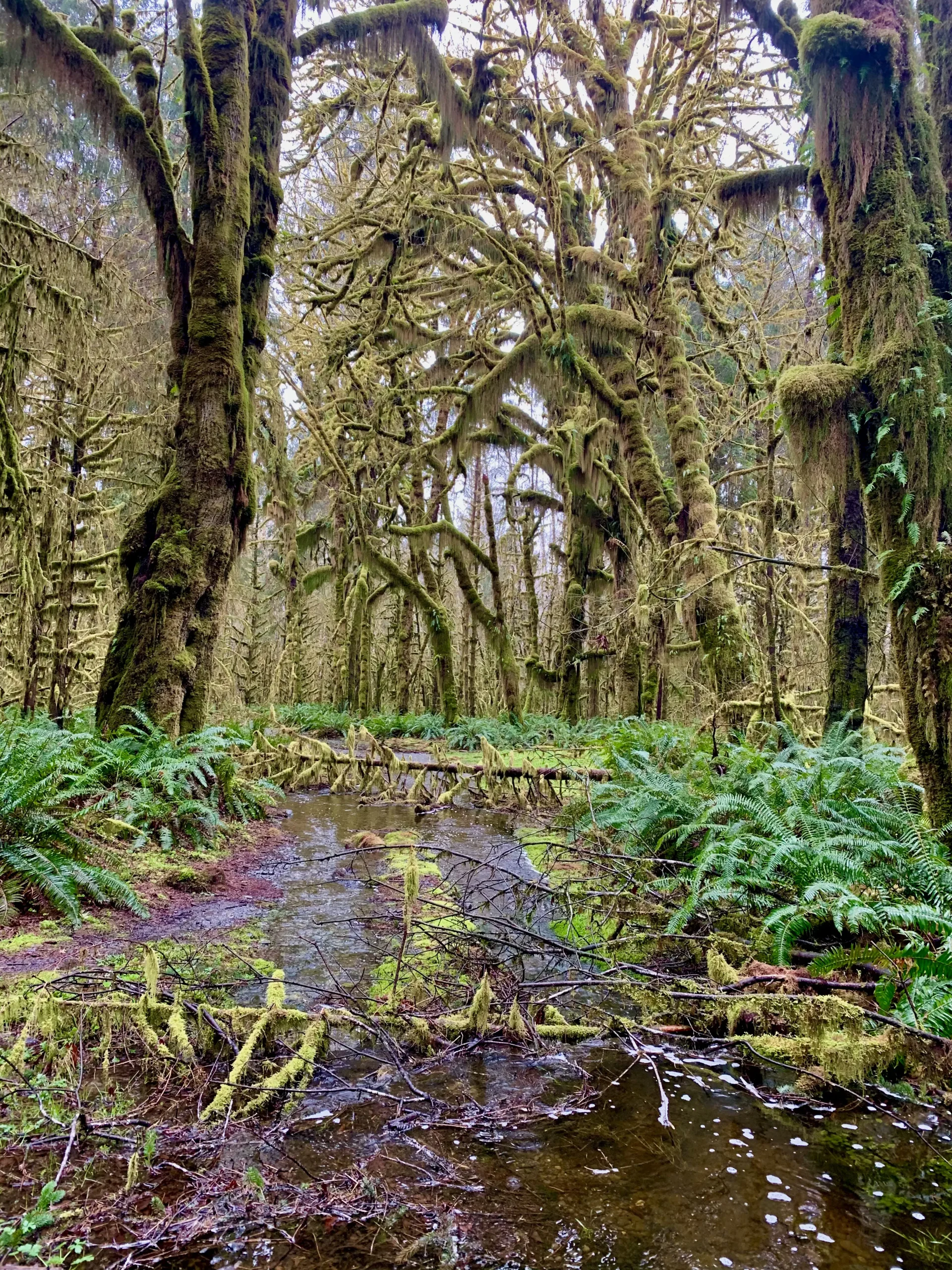 Rainforest run